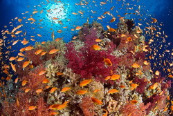 Foto dei coralli e variopinti pesci del Mar Rosso eritreo