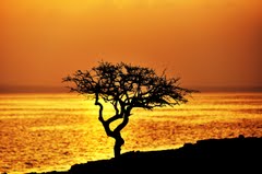 Foto di un sfondo doratto di isola Dahlak
