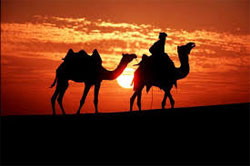 Foto dei camelli dromedari al tramonto Eritrea